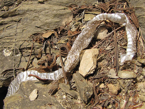 Pell de serp en una roca