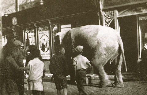 Elefant procedent del Circo Hipódromo Pinder circ circulant pel carrer dels Ciutadans de Girona. En segon terme, el colmado Gelabert. 1925