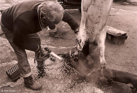 La matan&ccedil;a del porc a Mieres, La Garrotxa
