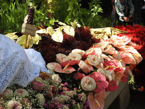 Temps de Flors 2024. Jardins dels Alemanys