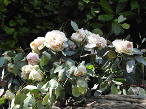 Temps de Flors 2024. Jardins dels Alemanys