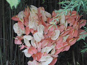 Temps de Flors 2024. Jardins dels Alemanys