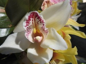 Temps de Flors 2024. Jardins dels Alemanys