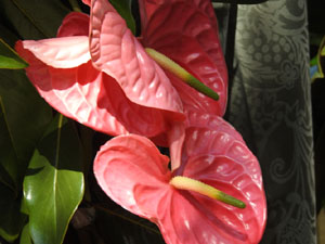 Temps de Flors 2024. Jardins dels Alemanys