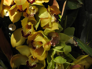 Temps de Flors 2024. Jardins dels Alemanys