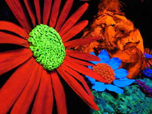 Temps de Flors 2024. Casa Lleó Avinay