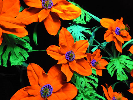 Temps de Flors 2024. Casa Lleó Avinay