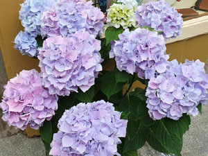 Temps de Flors 2024. Plaça Bell-lloc