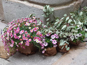Temps de Flors 2024. Plaça Bell-lloc