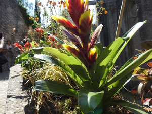 Temps de Flors 2024. Catedral - Passadís del  fossat de l'absis