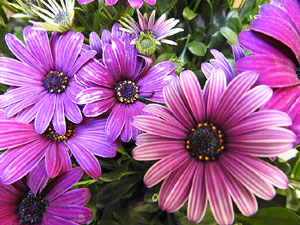 Temps de Flors 2024. Casa Forn - Diputaci&oacute; de Girona