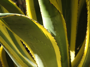 Temps de Flors 2024. Casa Forn - Diputaci&oacute; de Girona