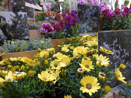 Temps de Flors 2024. Casa Forn - Diputaci&oacute; de Girona