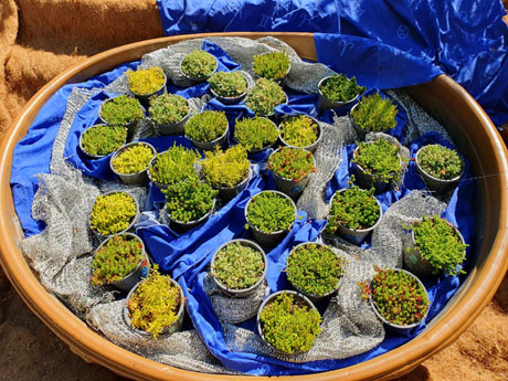 Temps de Flors 2024. Església dels Dolors. Escales