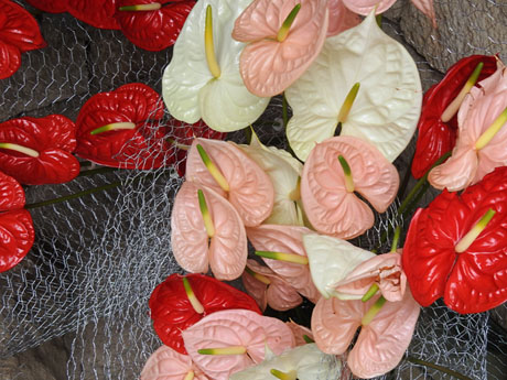 Temps de Flors 2024. Carrer Ferran el Cat&ograve;lic. Reixat