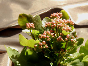 Temps de Flors 2024. Museu d'Art. Jardins