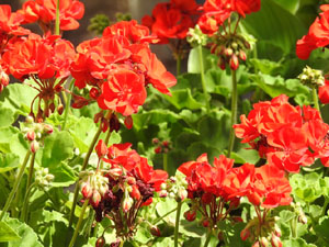 Temps de Flors 2024. Museu d'Art. Jardins