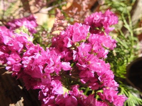Temps de Flors 2024. Museu d'Hist&ograve;ria - Claustre