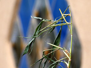 Temps de Flors 2024. Pont d'en Gómez