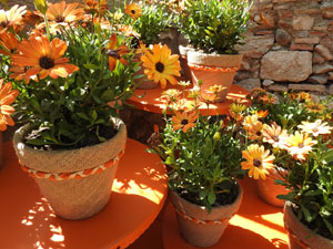 Temps de Flors 2024. Capella de Sant Cristòfol