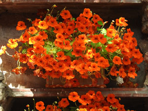 Temps de Flors 2024. Capella de Sant Cristòfol