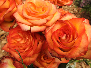 Temps de Flors 2024. Basílica de Sant Feliu