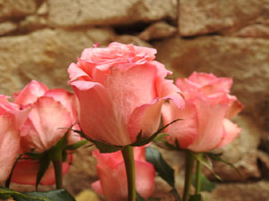 Temps de Flors 2024. Basílica de Sant Feliu