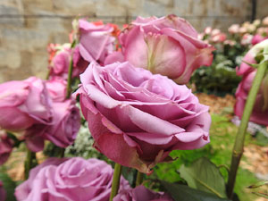 Temps de Flors 2024. Basílica de Sant Feliu