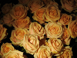 Temps de Flors 2024. Esgl&eacute;sia de Sant Mart&iacute; - Seminari