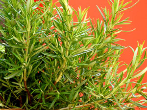 Temps de Flors 2024. Universitat de Girona - Escales de Sant Dom&egrave;nec