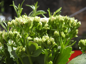 Temps de Flors 2024. Universitat de Girona - Escales de Sant Dom&egrave;nec