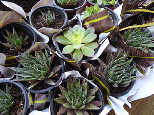 Temps de Flors 2024. Espais diversos