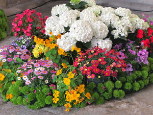 Temps de Flors 2025. Ajuntament de Girona. Entrada