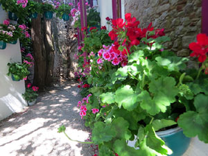 Temps de Flors 2025. Jardins dels Alemanys