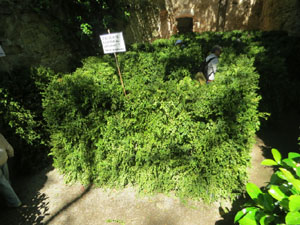 Temps de Flors 2025. Jardins dels Alemanys