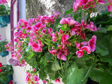 Temps de Flors 2025. Jardins dels Alemanys