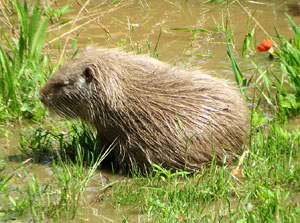 Temps de Flors 2025. Altres instal·lacions