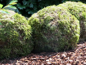Temps de Flors 2025. Jardí de l'Àngel
