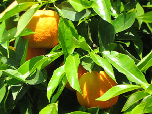 Temps de Flors 2025. Jardí de l'Àngel