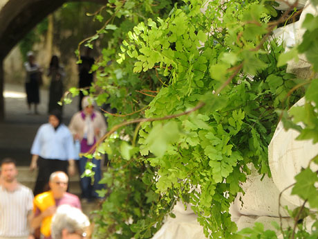 Temps de Flors 2025. Plaça dels Apòstols