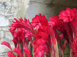 Temps de Flors 2025. Banys Àrabs