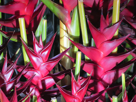 Temps de Flors 2025. Banys Àrabs