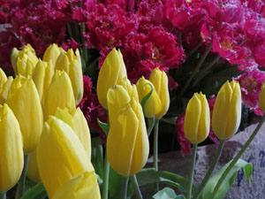 Temps de Flors 2025. Soterranis de la Catedral