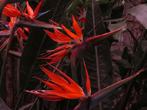 Temps de Flors 2025. Soterranis de la Catedral