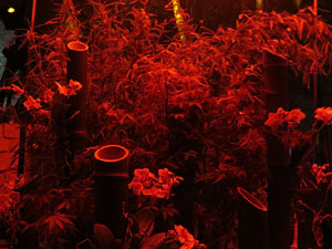 Temps de Flors 2025. Soterranis de la Catedral