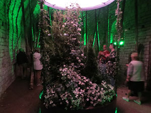 Temps de Flors 2025. Soterranis de la Catedral