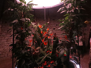 Temps de Flors 2025. Soterranis de la Catedral