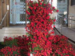 Temps de Flors 2025. Edifici Fòrum