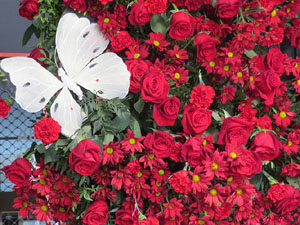 Temps de Flors 2025. Edifici Fòrum