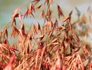 Temps de Flors 2025. Museu d'Història de Girona